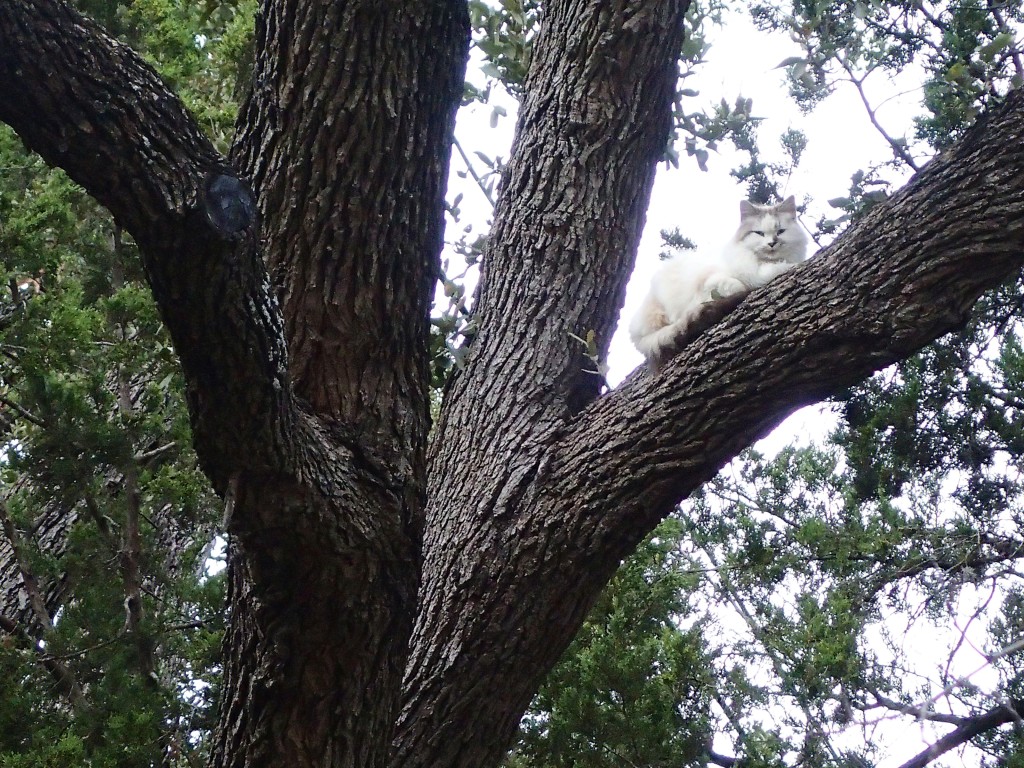 Cat in a TREE!!