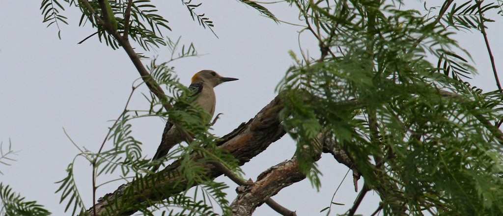 Golden fronted Woodpecker 