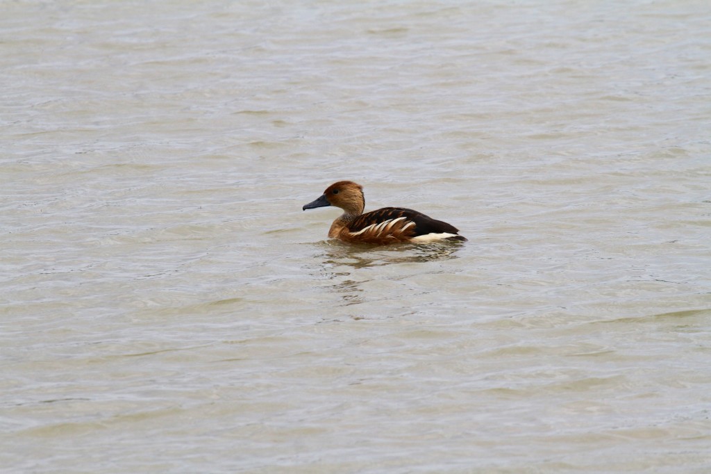 Fulvous Whistling duck 