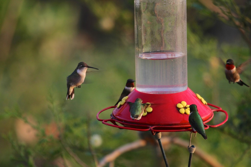Ruby Throat Hummingbirds 