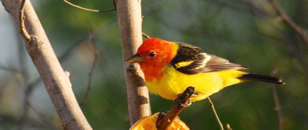 Western Tanager 