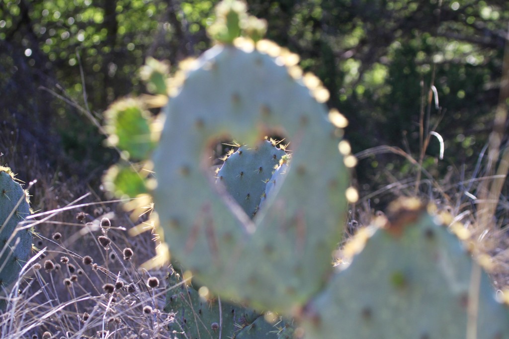 Love Cactus 