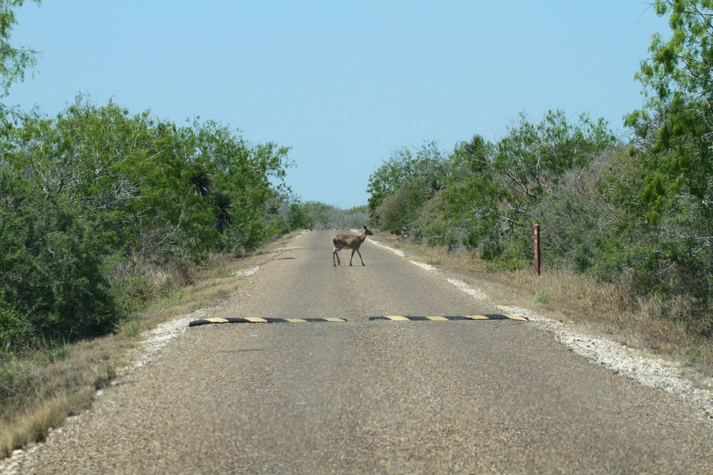Deer on the road way
