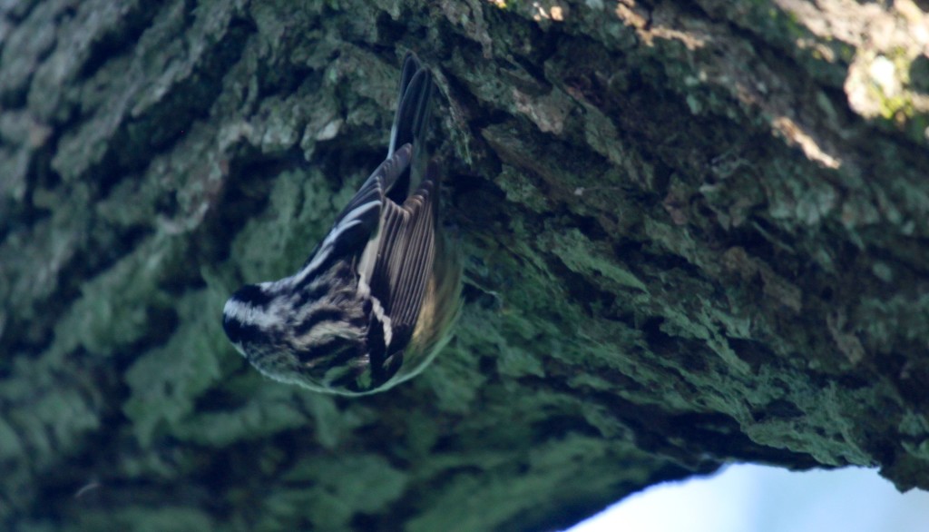 Black and White Warbler 