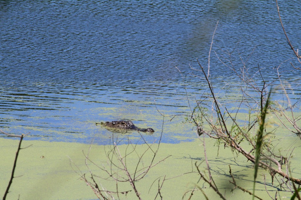 gator in open water 