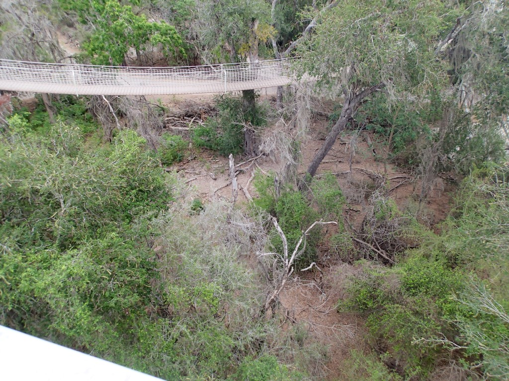 The Adjacent Suspension bridge to the Raptor tower we were on 