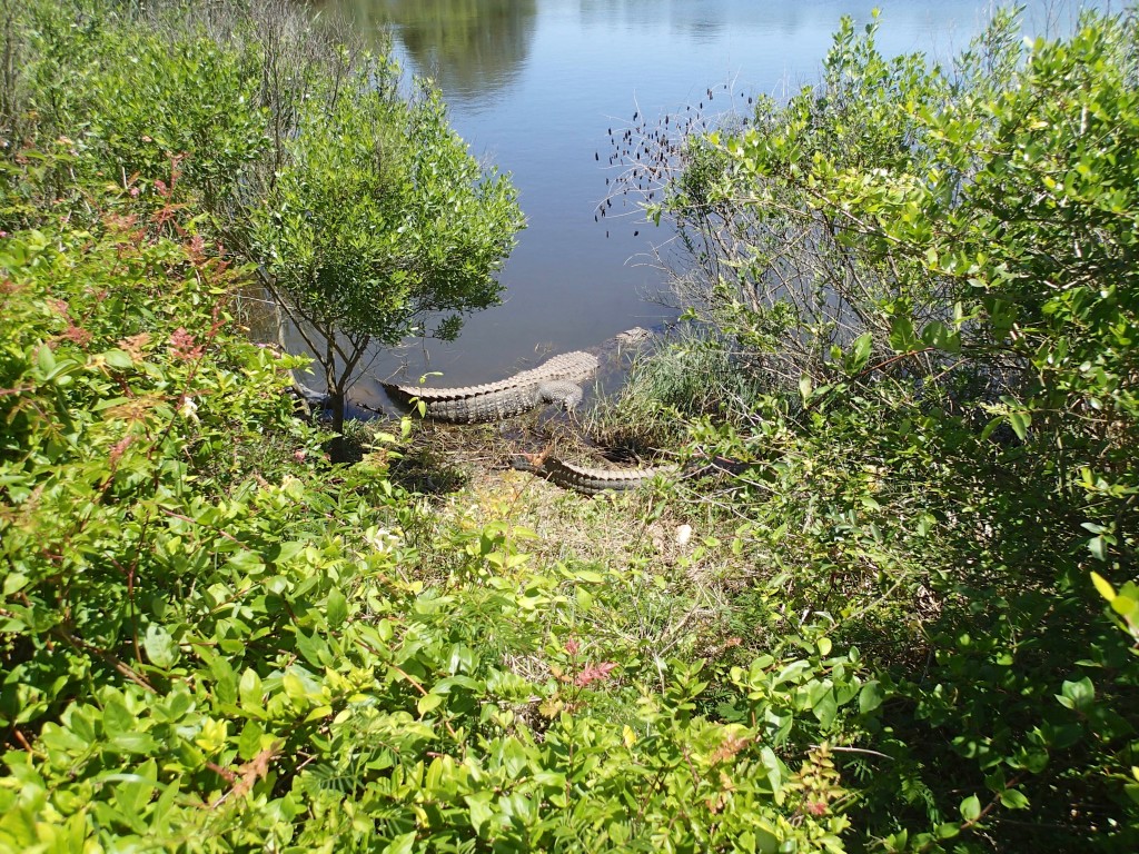 On the Bolivar it gets wild and we are greeted by large reptiles 