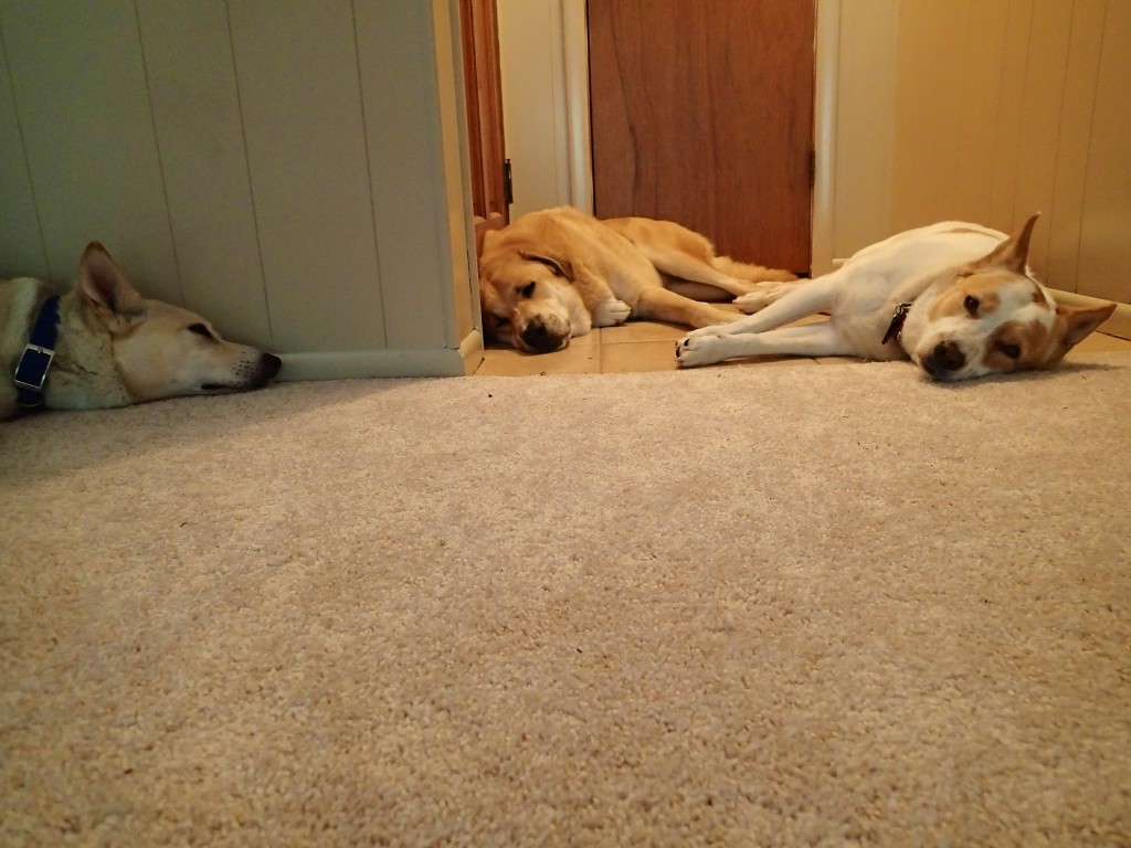and Tired Real Dogs 