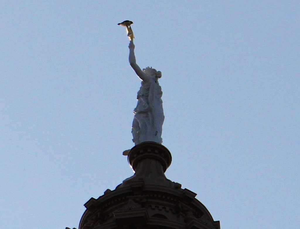 A Hawk finds it perch at the very top of the Capitol 