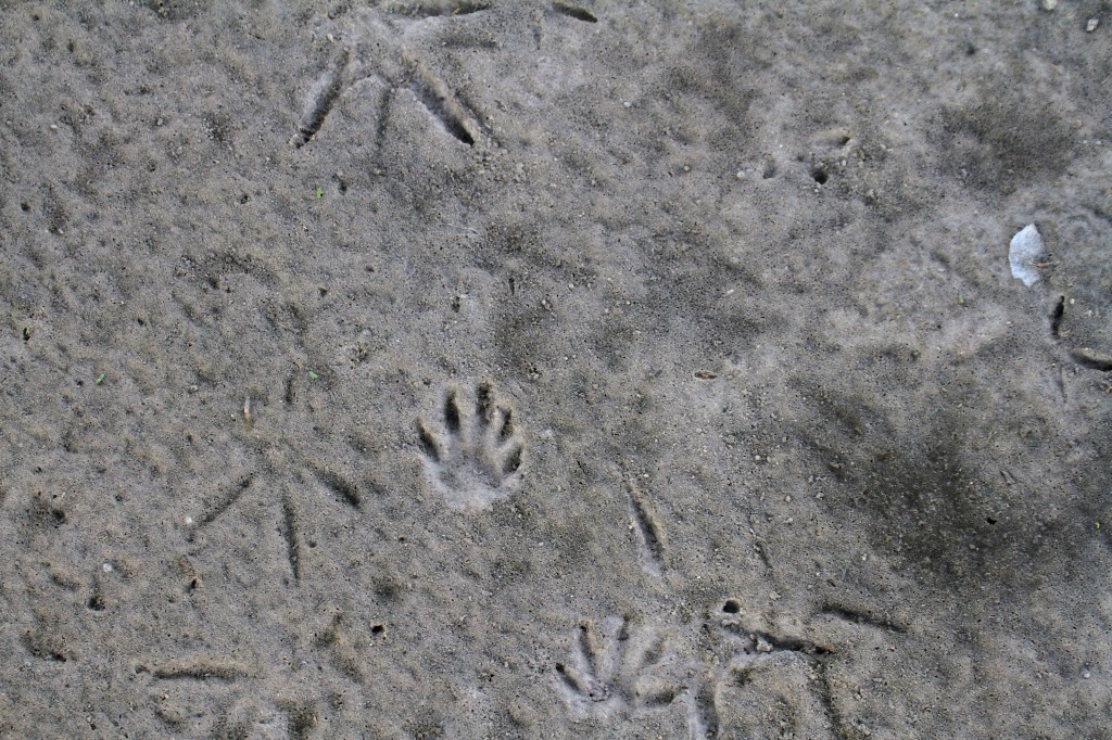 Also some raccoon tracks here 