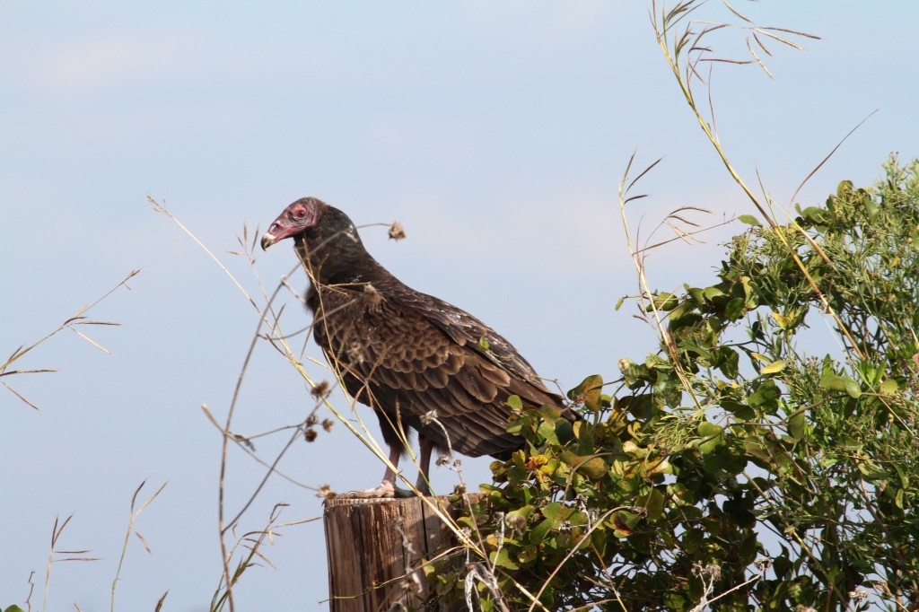 Turkey Bulture Waits his turn