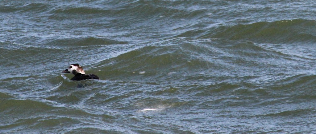 Long Tailed Duck 