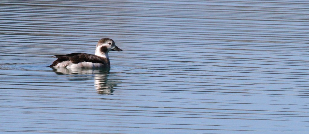 Long Tailed Duck 
