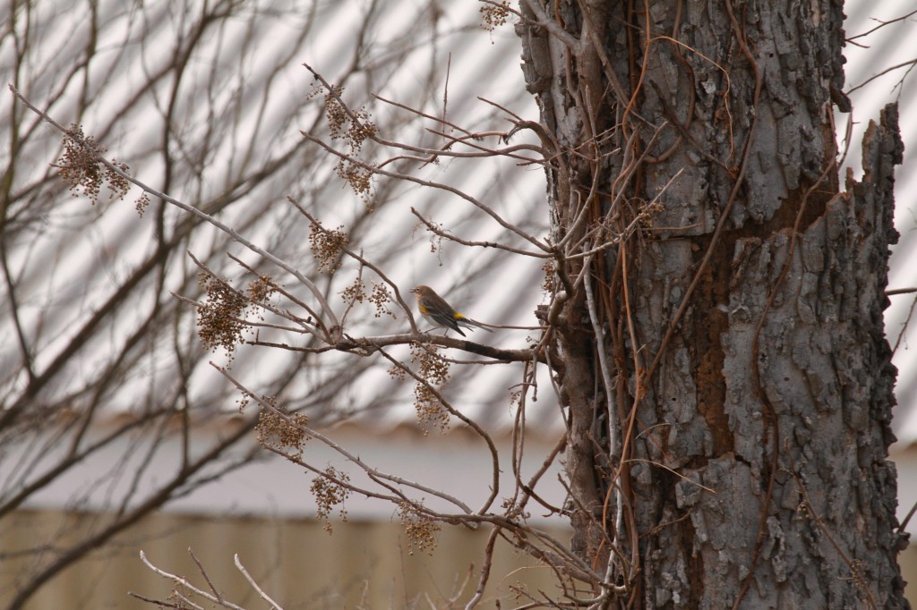 Yellow rump warbler 
