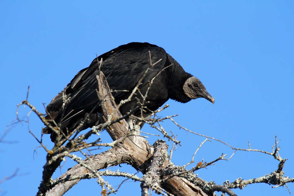 Local Black Vulture 