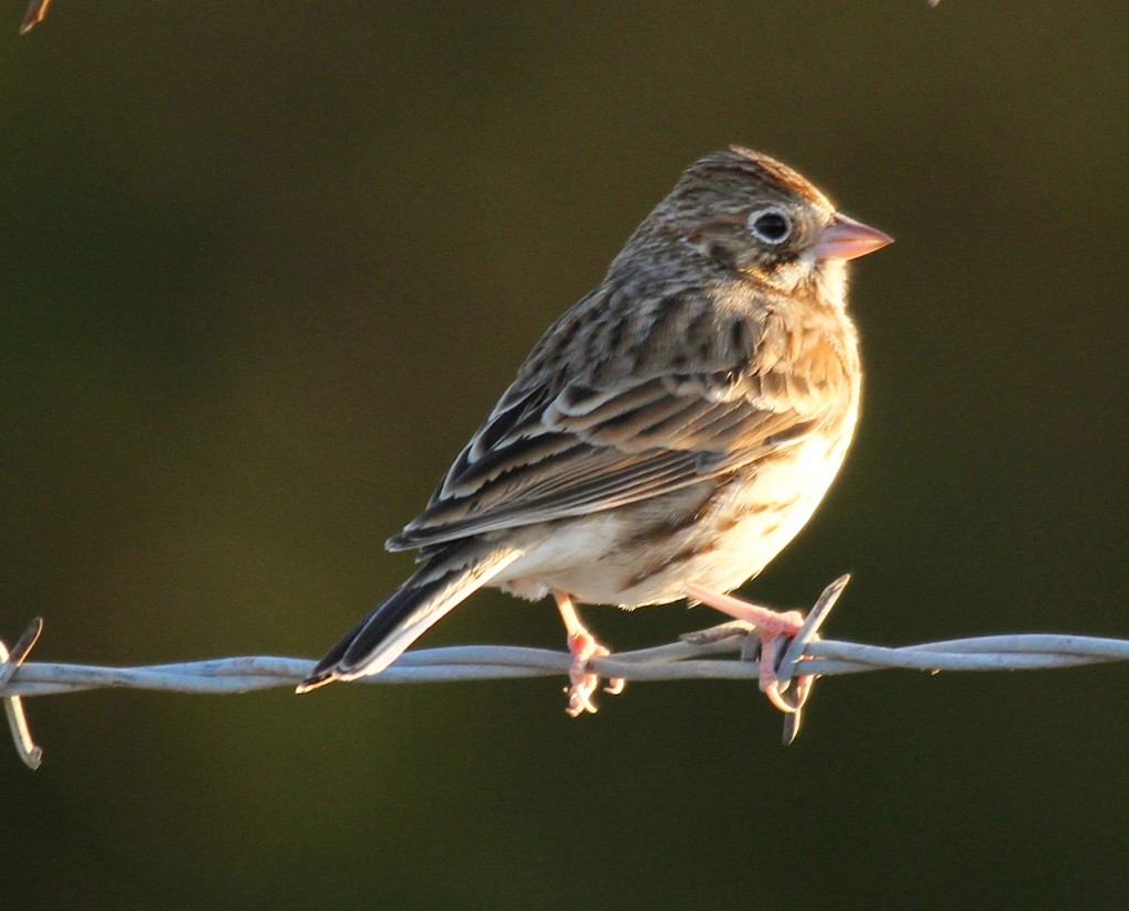 Field Sparrow?