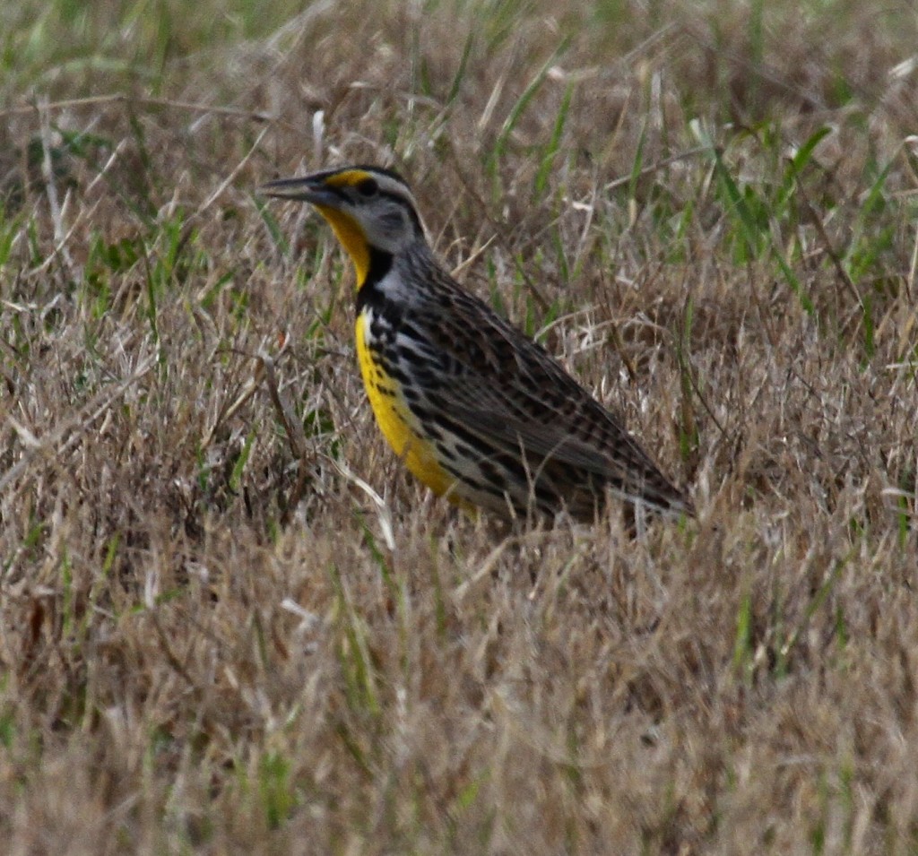 Western Meadowlark 