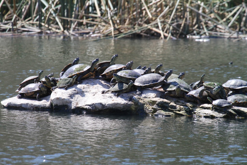 Red Eared Sliders...Mostly