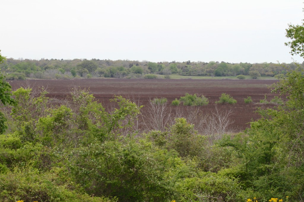 Flag Pond..Dry 