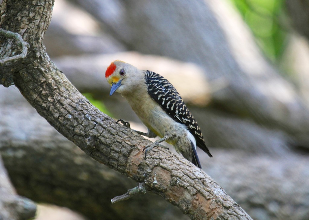 Yellow Fronted Woodpecker 