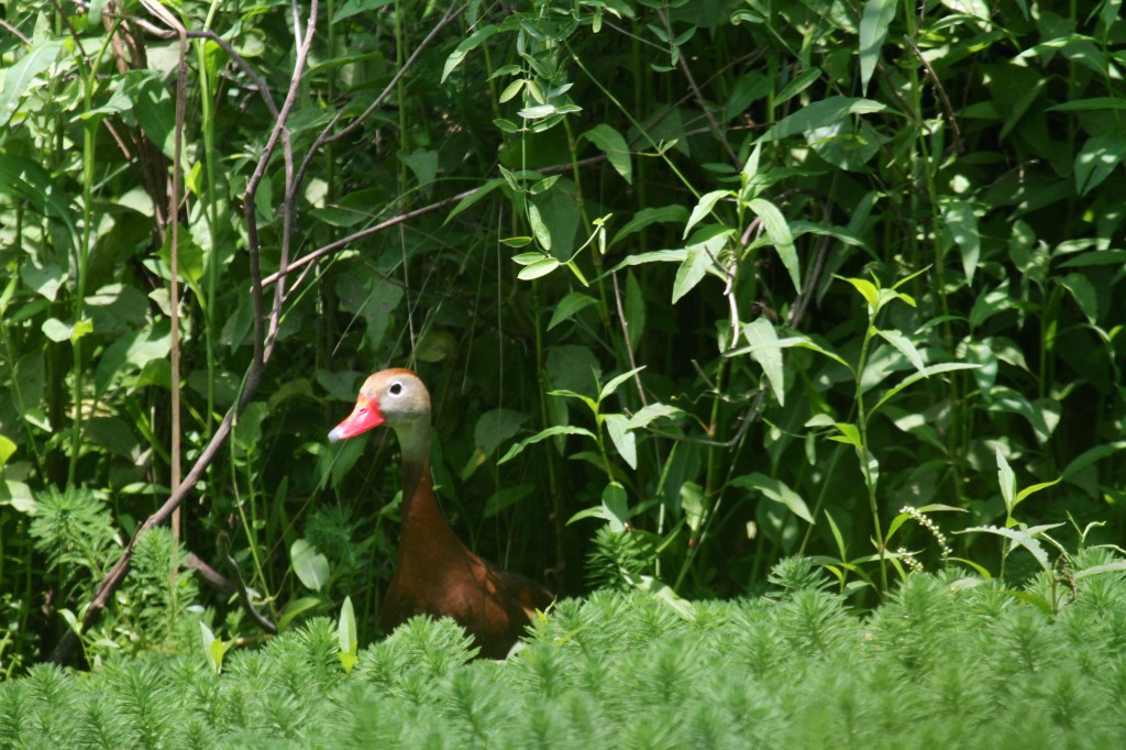 Black Bellied Whistling Duck 