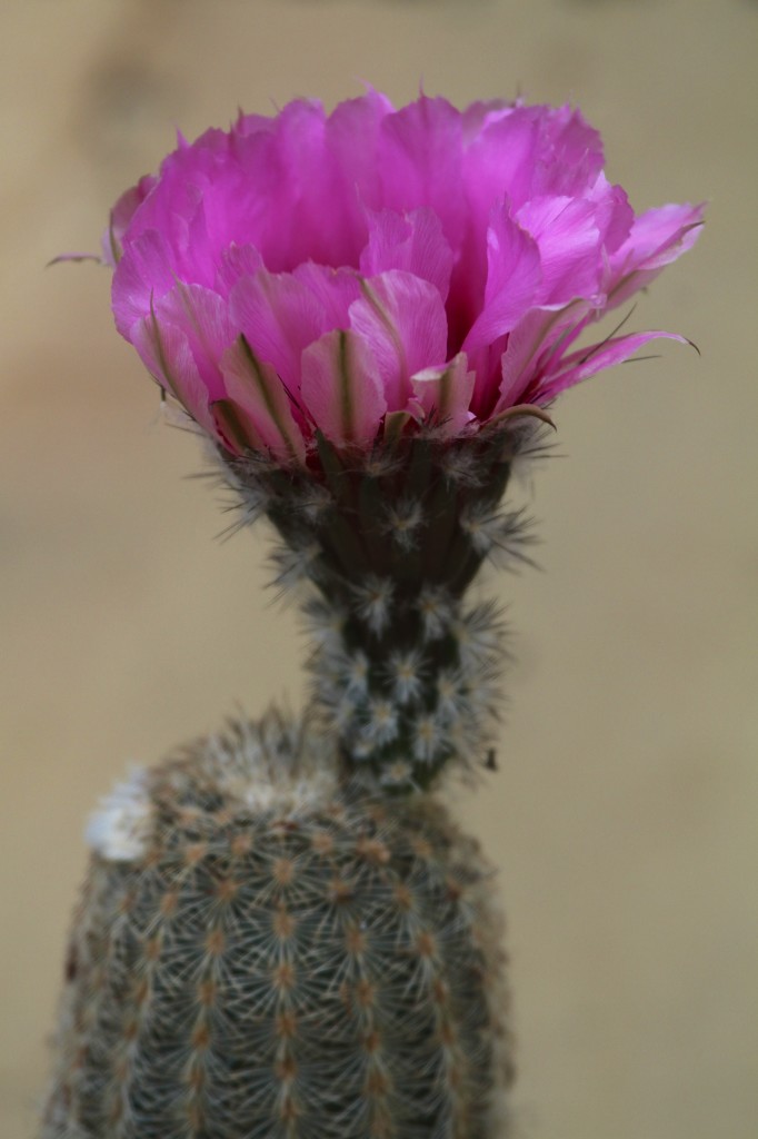 Blooming Barrel Cactus 