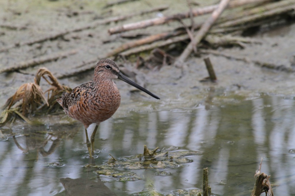 Long billed Dowitcher 