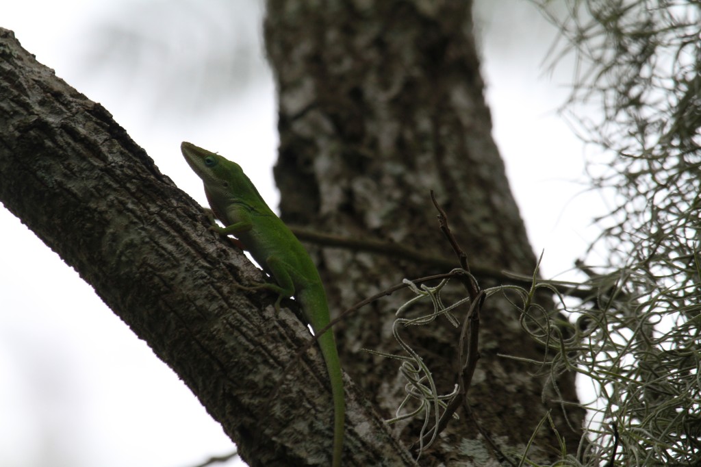 Anole in Sabal Palms 