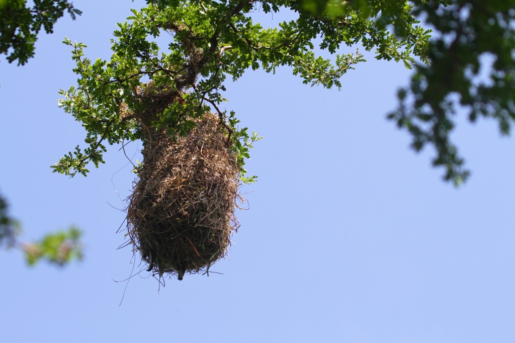 Orioles Nest 