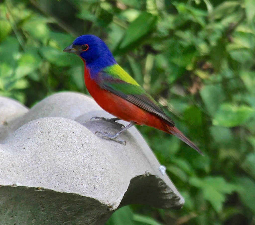 Painted bunting 
