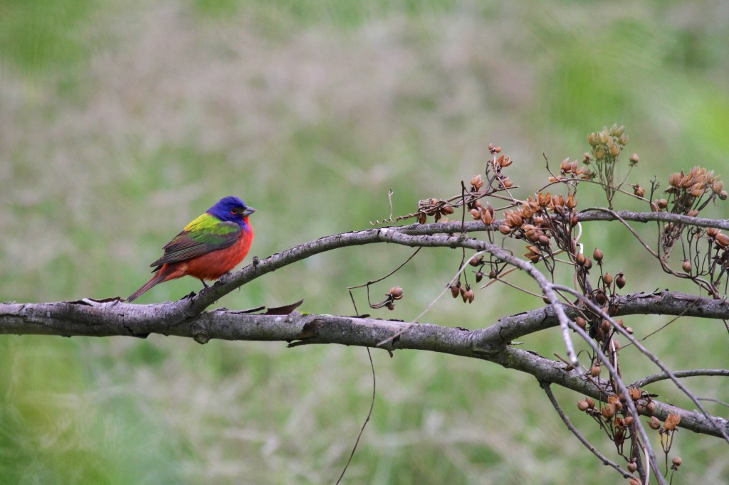 Painted Bunting seen at Paradise pond 