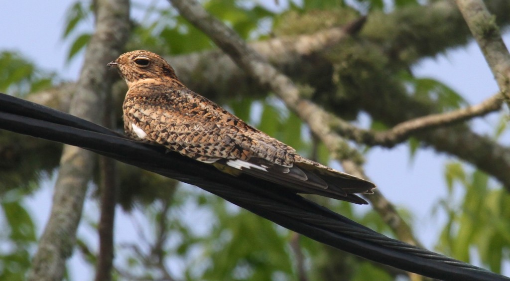 A night hawk sleeping in the day 