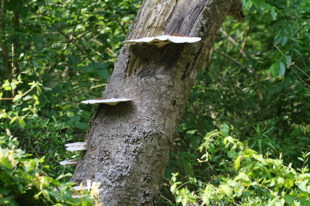 Oyster Mushrooms?