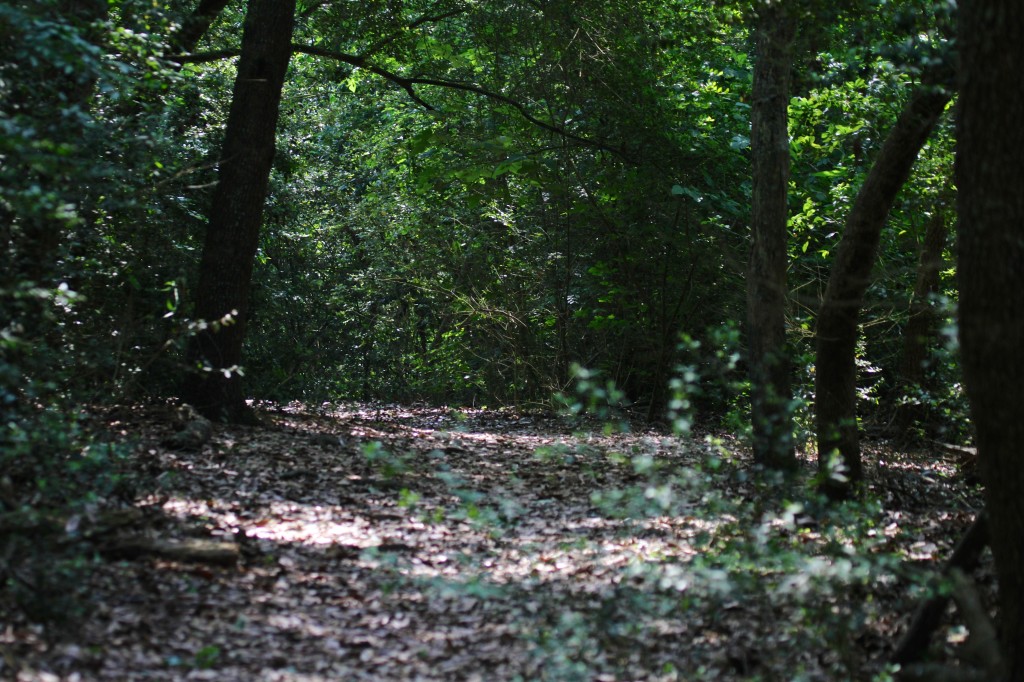 Trails through Smith Oaks 