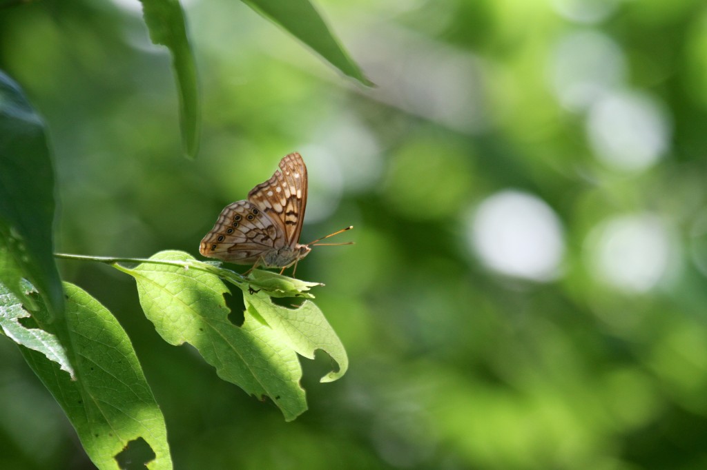 Butterfly maybe a Fritillary 