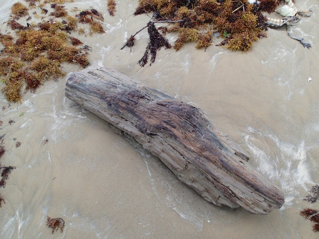 Drift Wood 