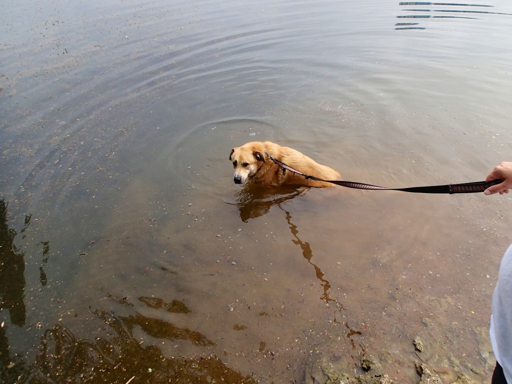 Casino made the entire 10+ miles and here he took a little dip in the water 