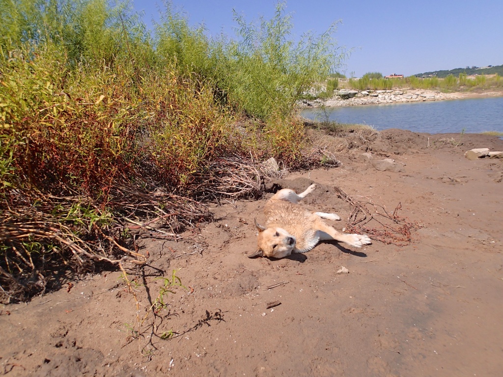 Happiness is a dirty roll on the beach 