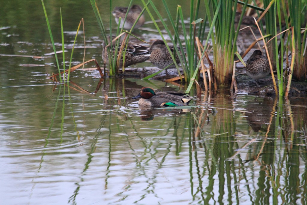 Green wing teal 