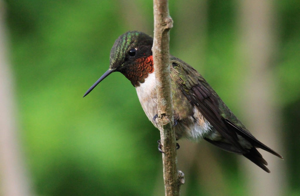 Ruby Throat Hummingbird 