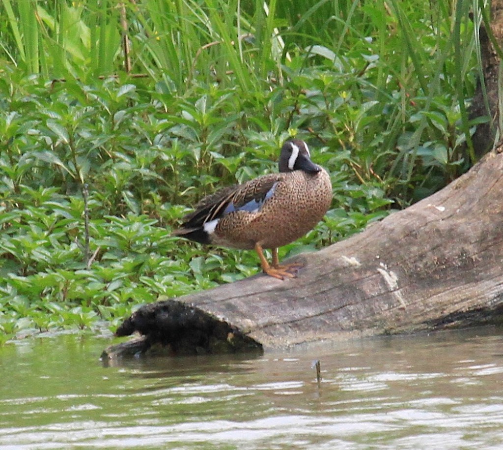 Blue Wing Teal 