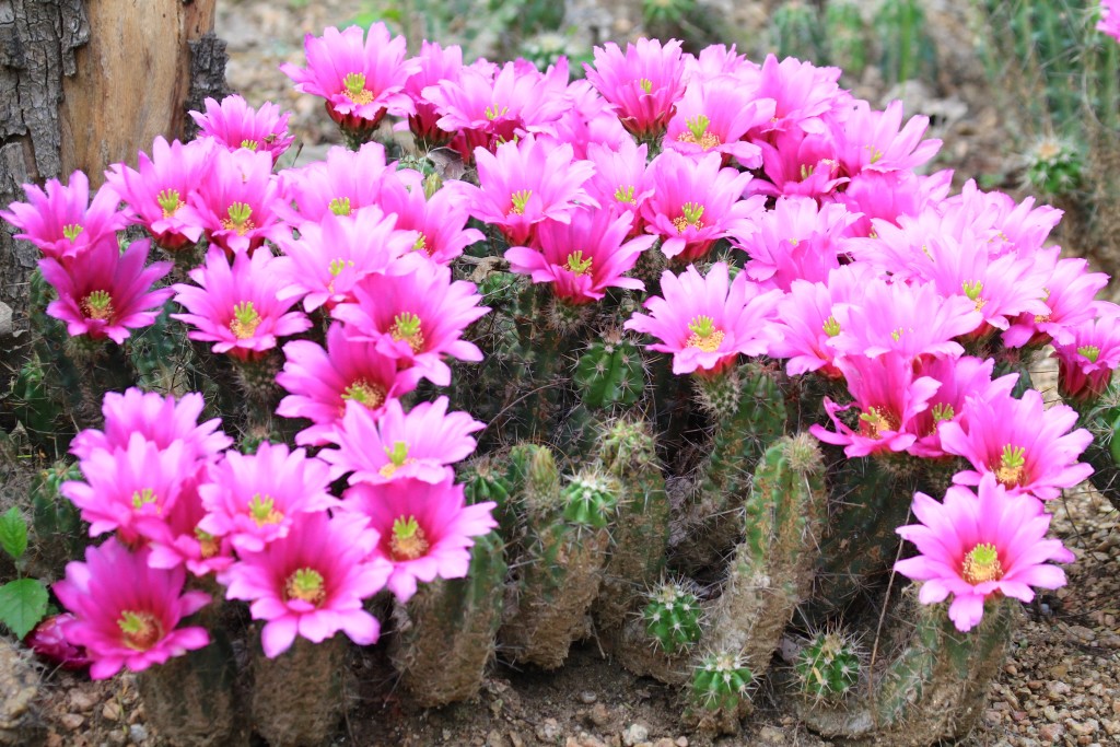 Amazing Blooms.. something like over 50 on one cactus..