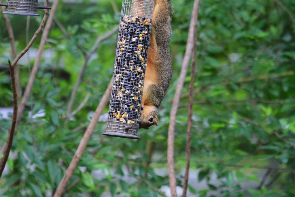 Inverted Squirrel at the feeder