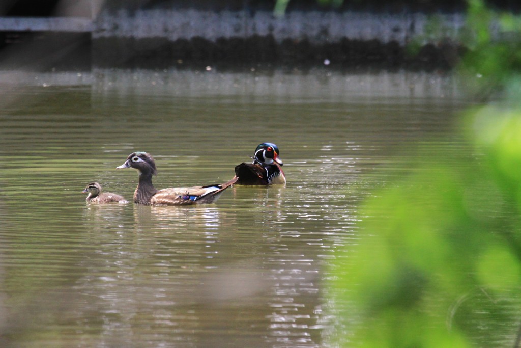 Wood Duck Family 
