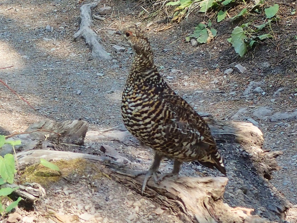 Grouse on the trail 