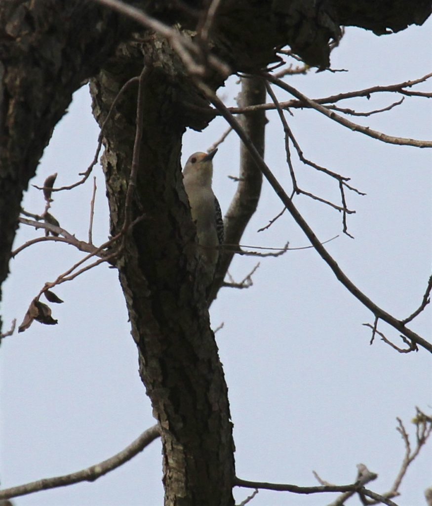 Yellow fronted Woodpecker 