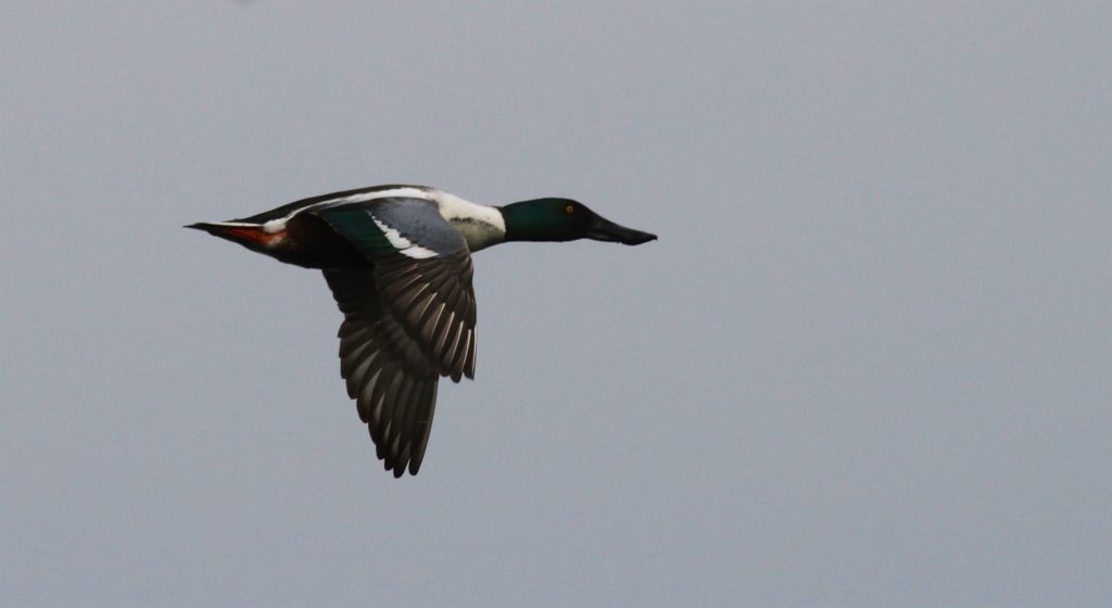 Northern Shoveler on the wing 