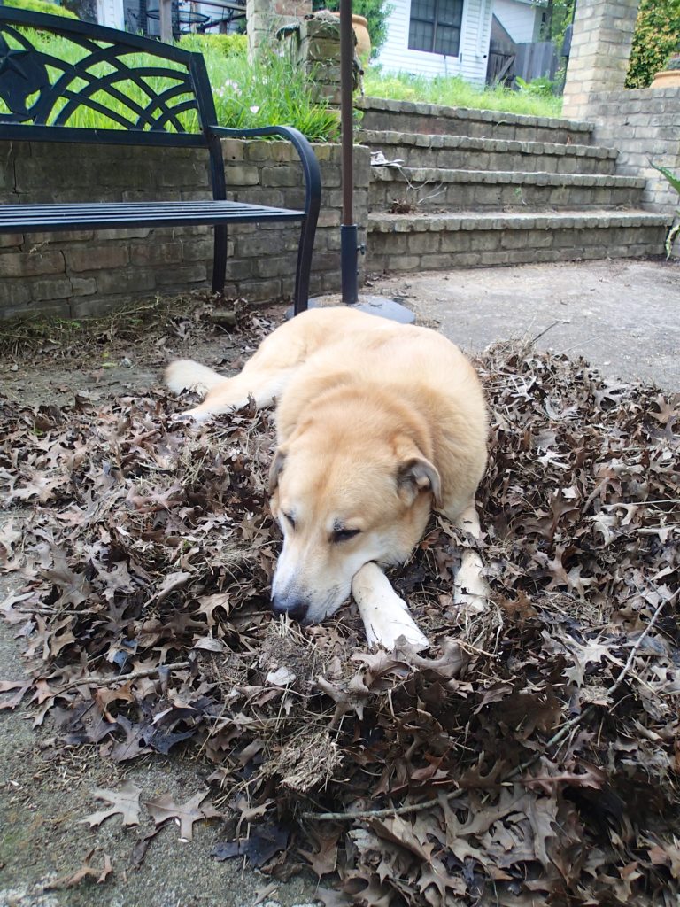 The Big Hunkers down into the pile of leaves Jen just swept up.