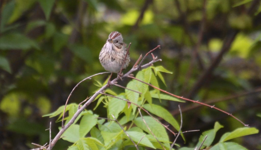 lincoln sparrow