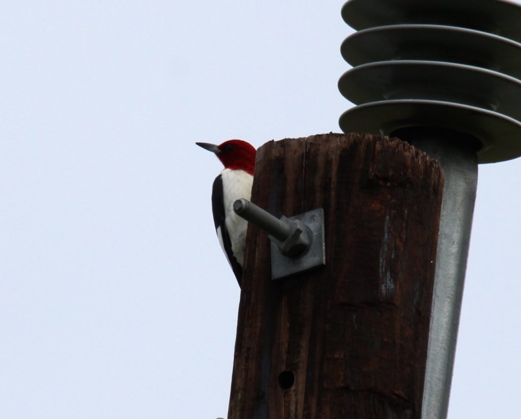 Red headed Woodpecker 